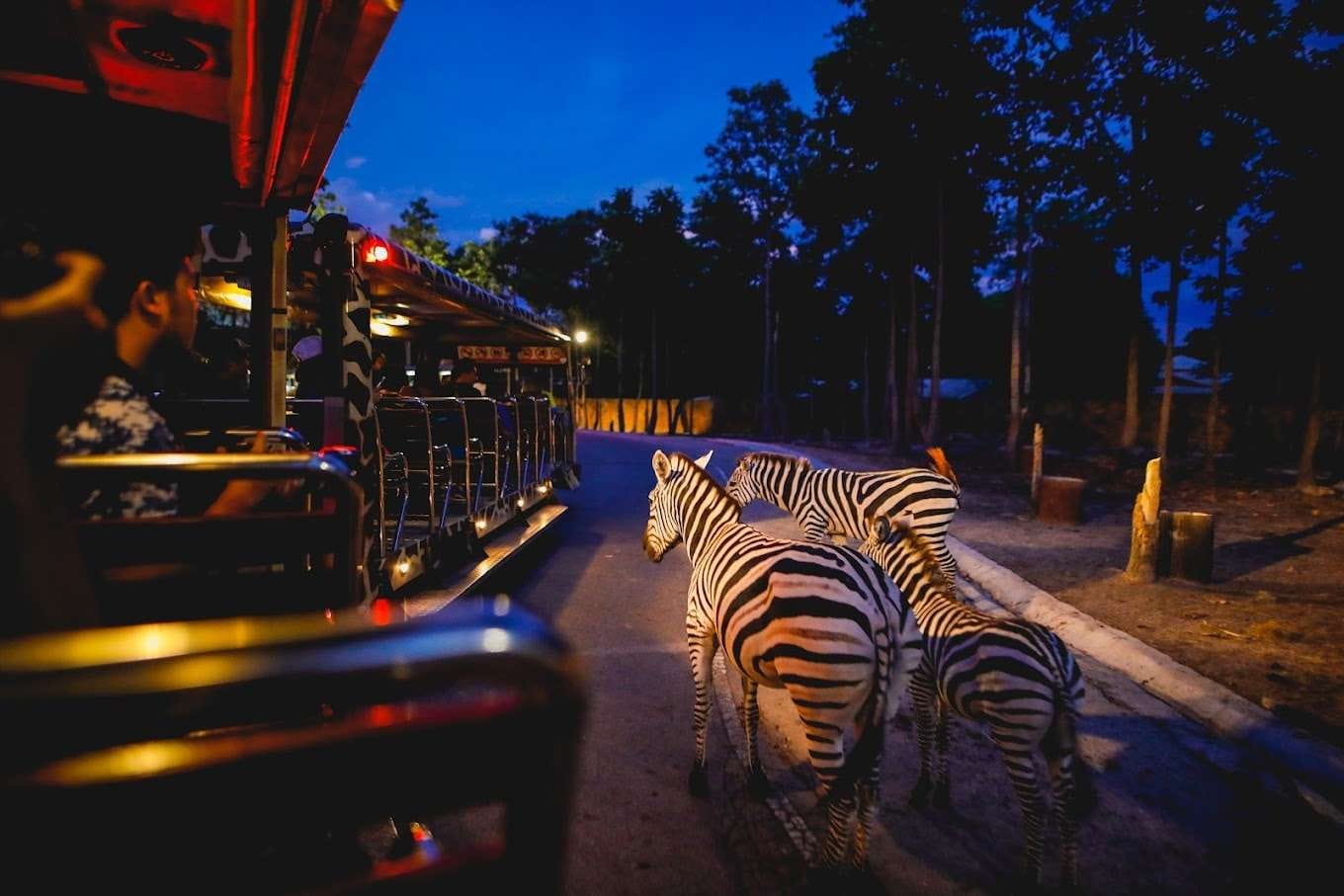 Chiang Mai Night Safari Guided Visit